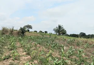 Buy Now, Pay Later. Flexible Land Payment Plan, " Dominase
