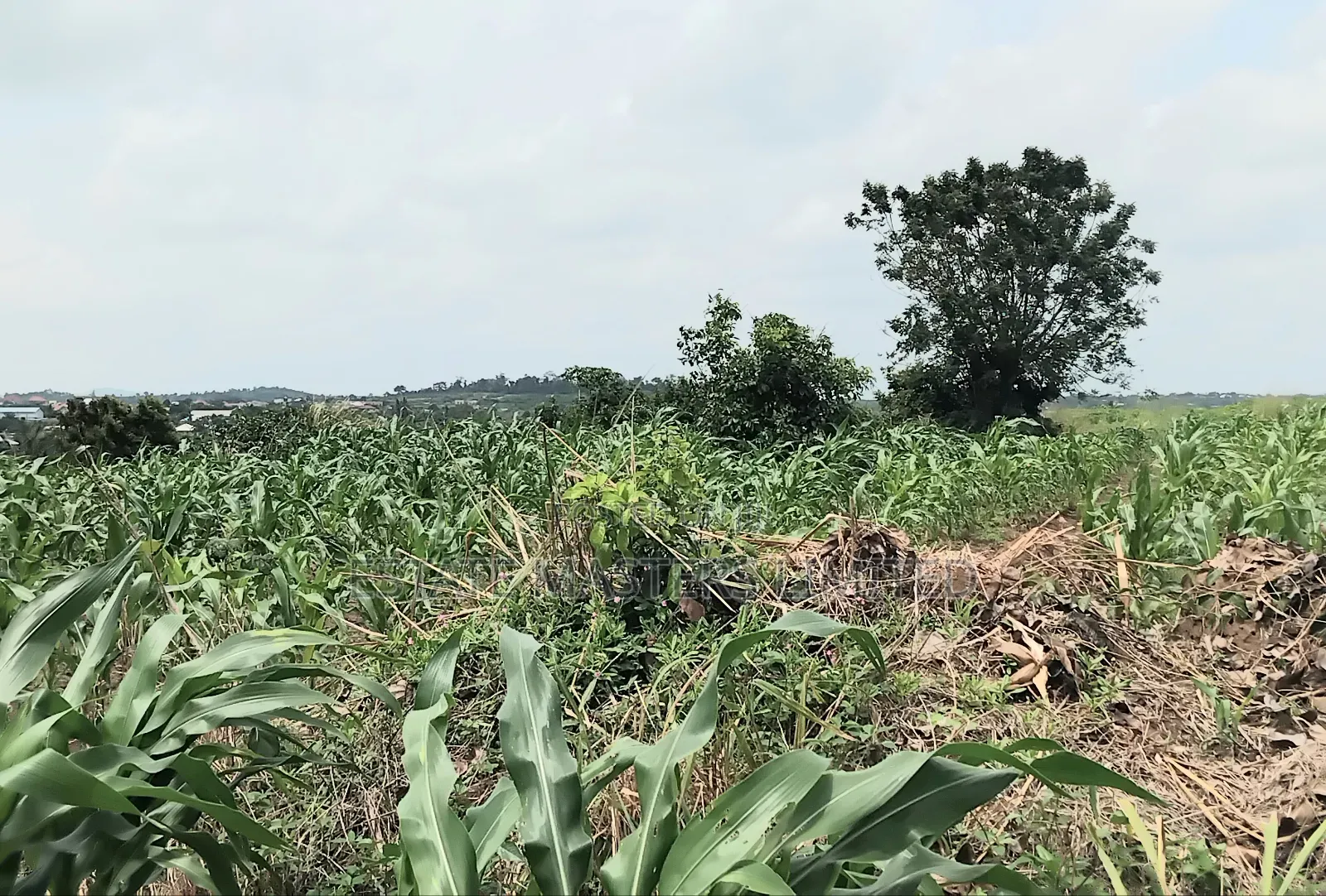 Nature Lover's Haven, Plot Surrounded by Greenery, Dominase