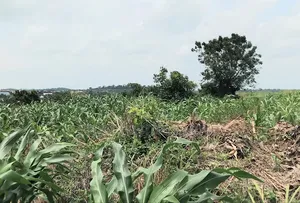 Nature Lover's Haven, Plot Surrounded by Greenery, Dominase