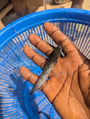 Catfish Juveniles
