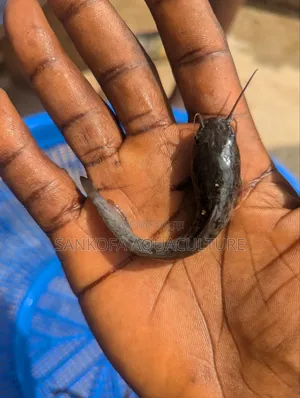 Catfish Juveniles