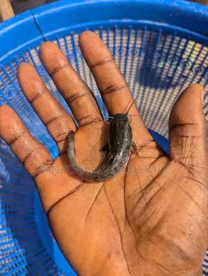 Catfish Juveniles
