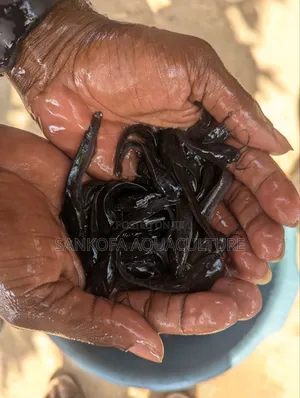 Catfish Juveniles
