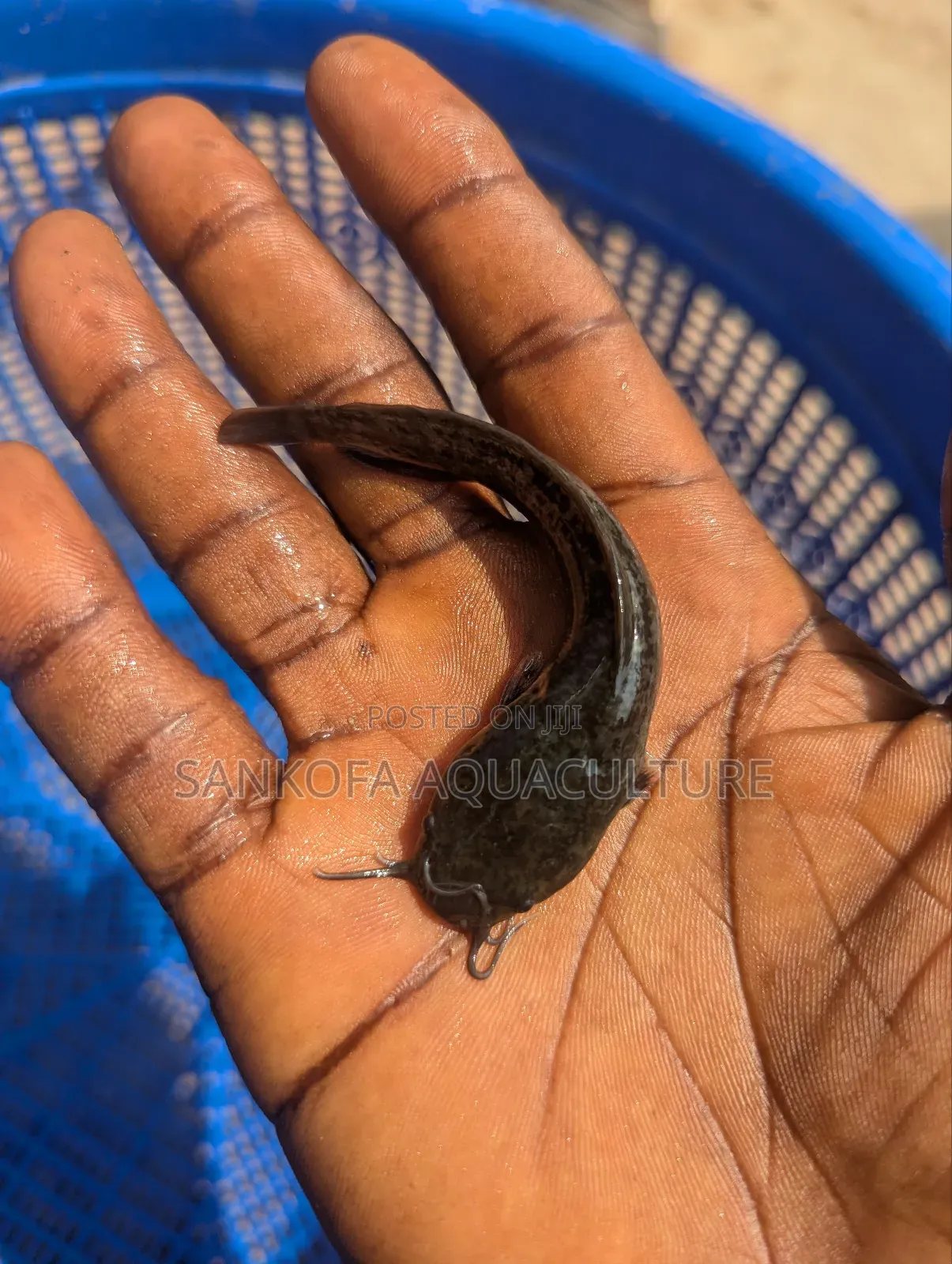 Catfish Juveniles