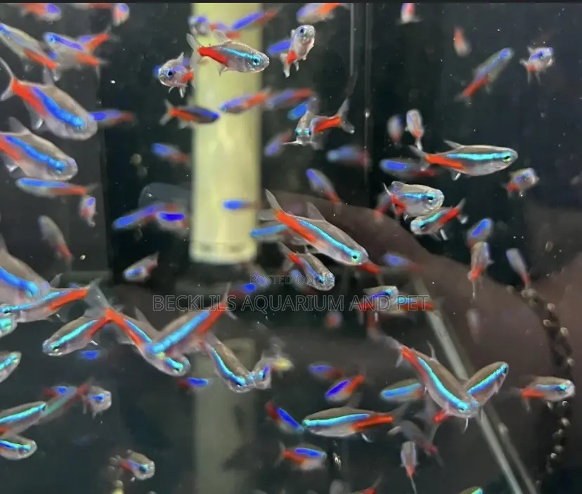 Neon Tetra Fish