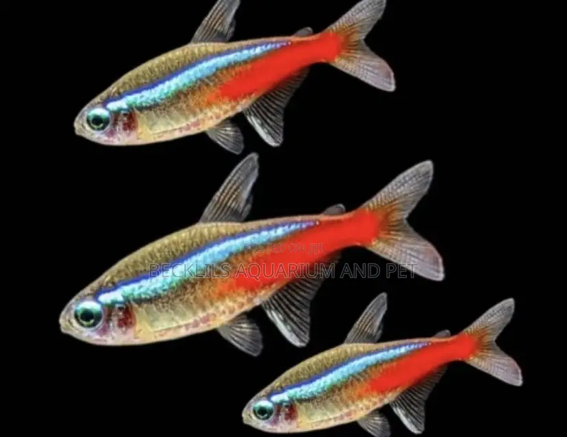 Neon Tetra Fish