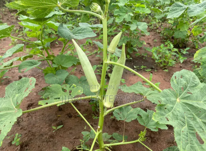 Ashanti Okro/White Ladies Finger, 45 Days Early Mature Okro Variety