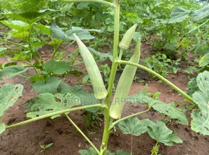Ashanti Okro/White Ladies Finger, 45 Days Early Mature Okro Variety
