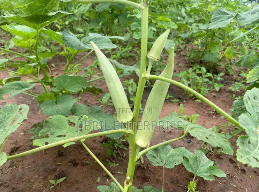 Ashanti Okro/White Ladies Finger, 45 Days Early Mature Okro Variety
