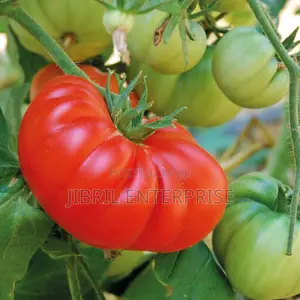 Certified Large Ribbed Tomato Seeds, High Yielding Variety
