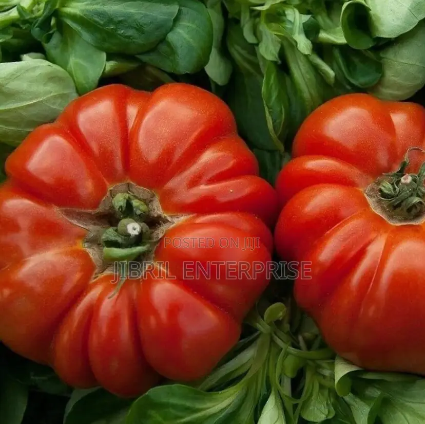 Certified Large Ribbed Tomato Seeds, High Yielding Variety