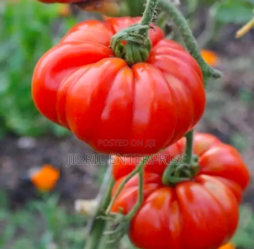 Certified Large Ribbed Tomato Seeds, High Yielding Variety