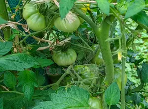 Certified Large Ribbed Tomato Seeds, High Yielding Variety