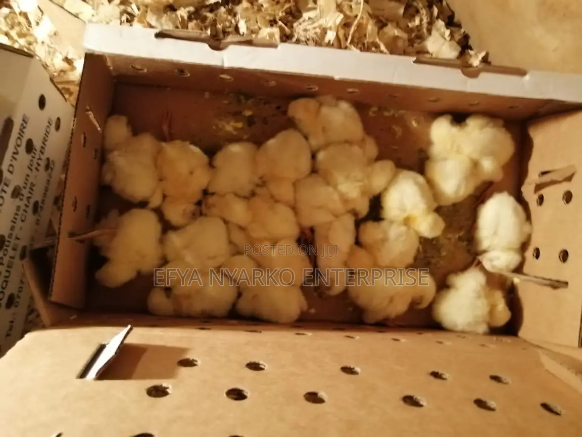Day Old Layers for Sale