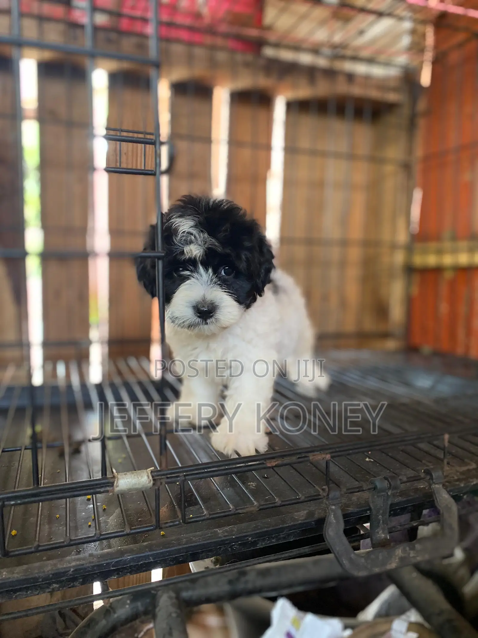 1-3 months Male Purebred Poodle