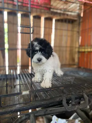 1-3 months Male Purebred Poodle
