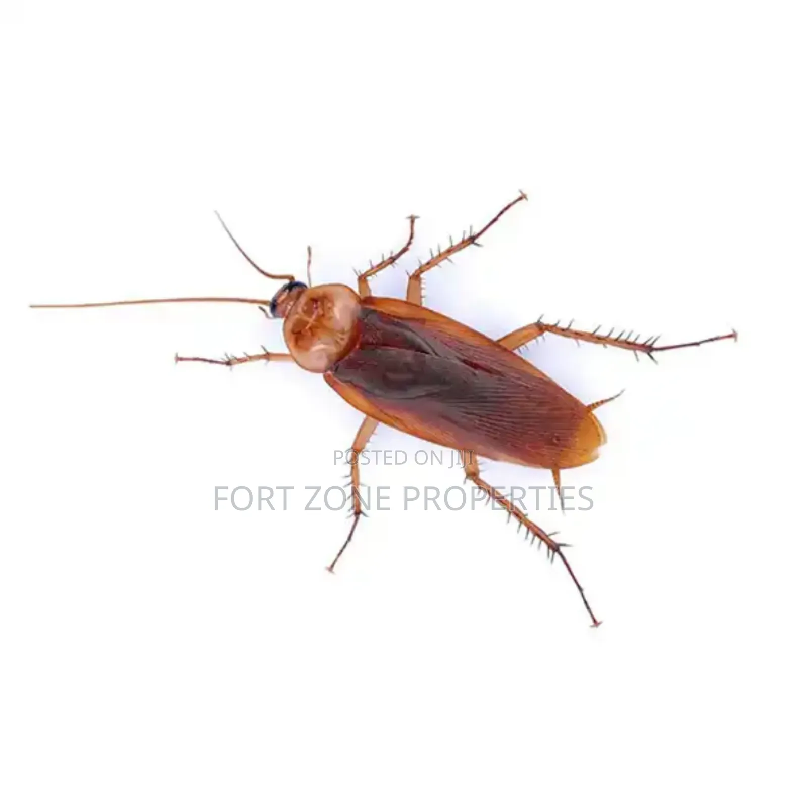 Solid Fumigation Services In Ghana