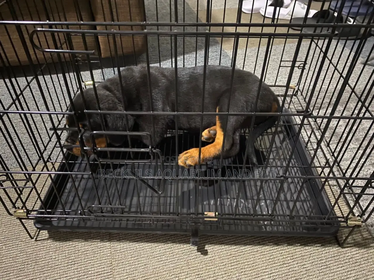 Puppy And Dog Cages