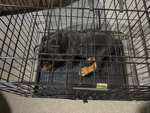 Puppy And Dog Cages