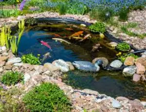 Koi Fish Pond Builders