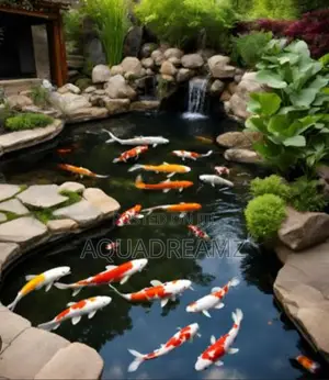 Koi Fish Pond Builders