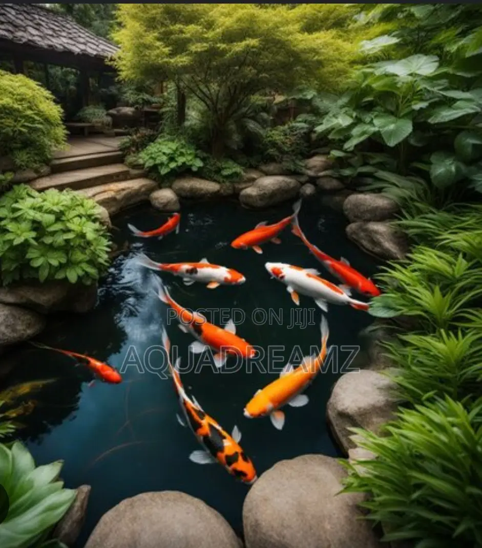 Koi Fish Pond Builders