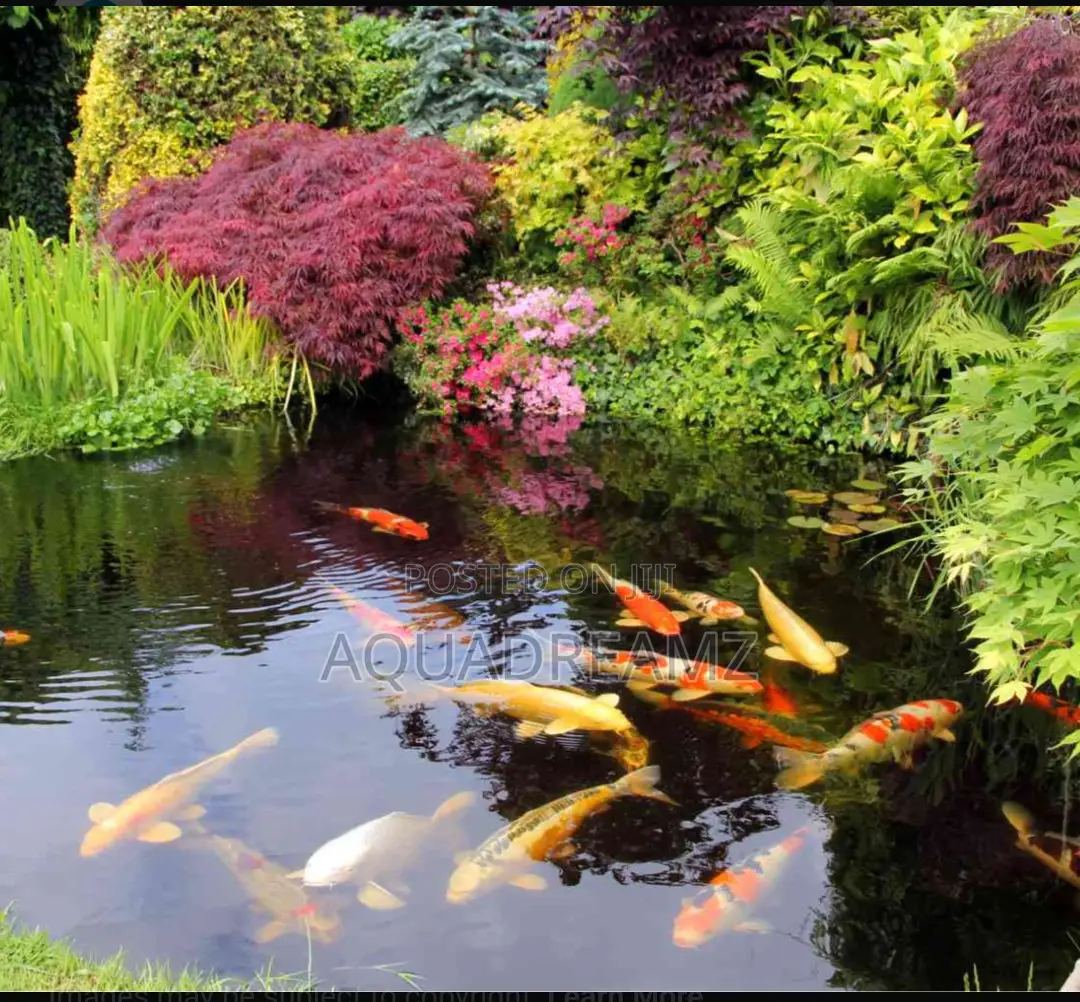 Koi Fish Pond Builders