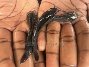 Strong Fast Growing Healthy Catfish Juveniles