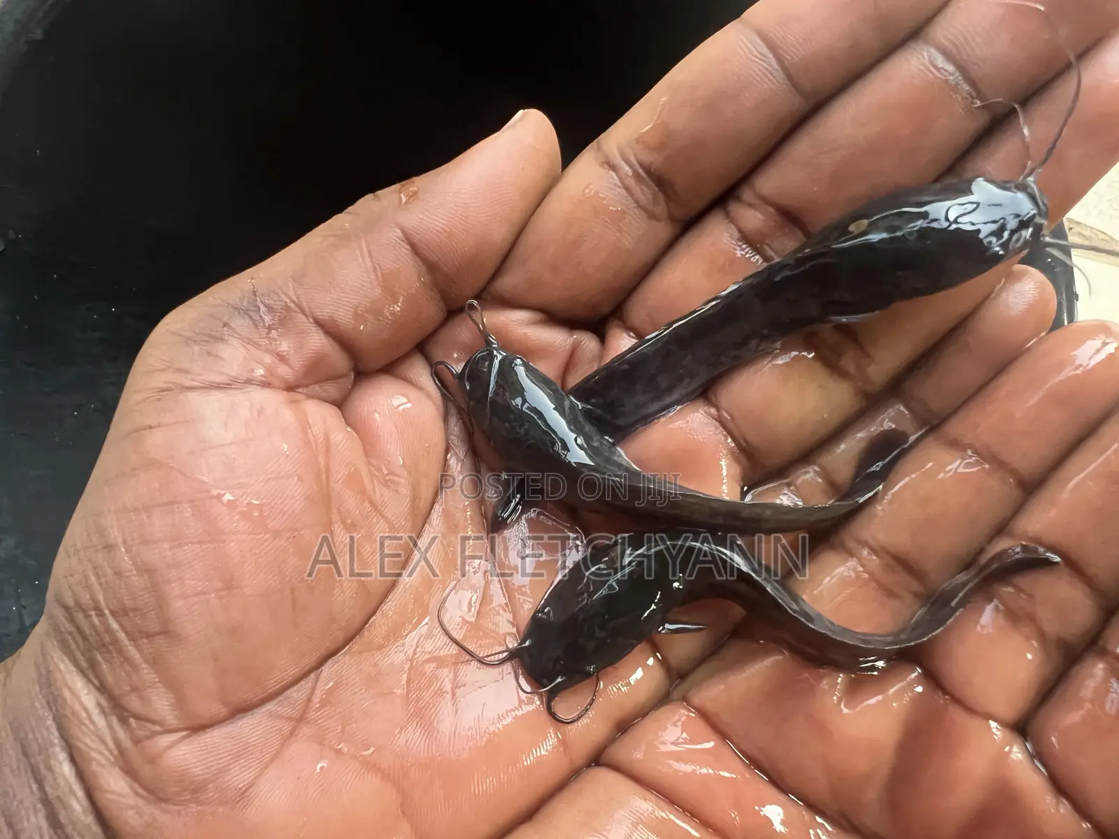 Strong Fast Growing Healthy Catfish Juveniles