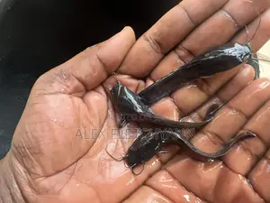 Strong Fast Growing Healthy Catfish Juveniles