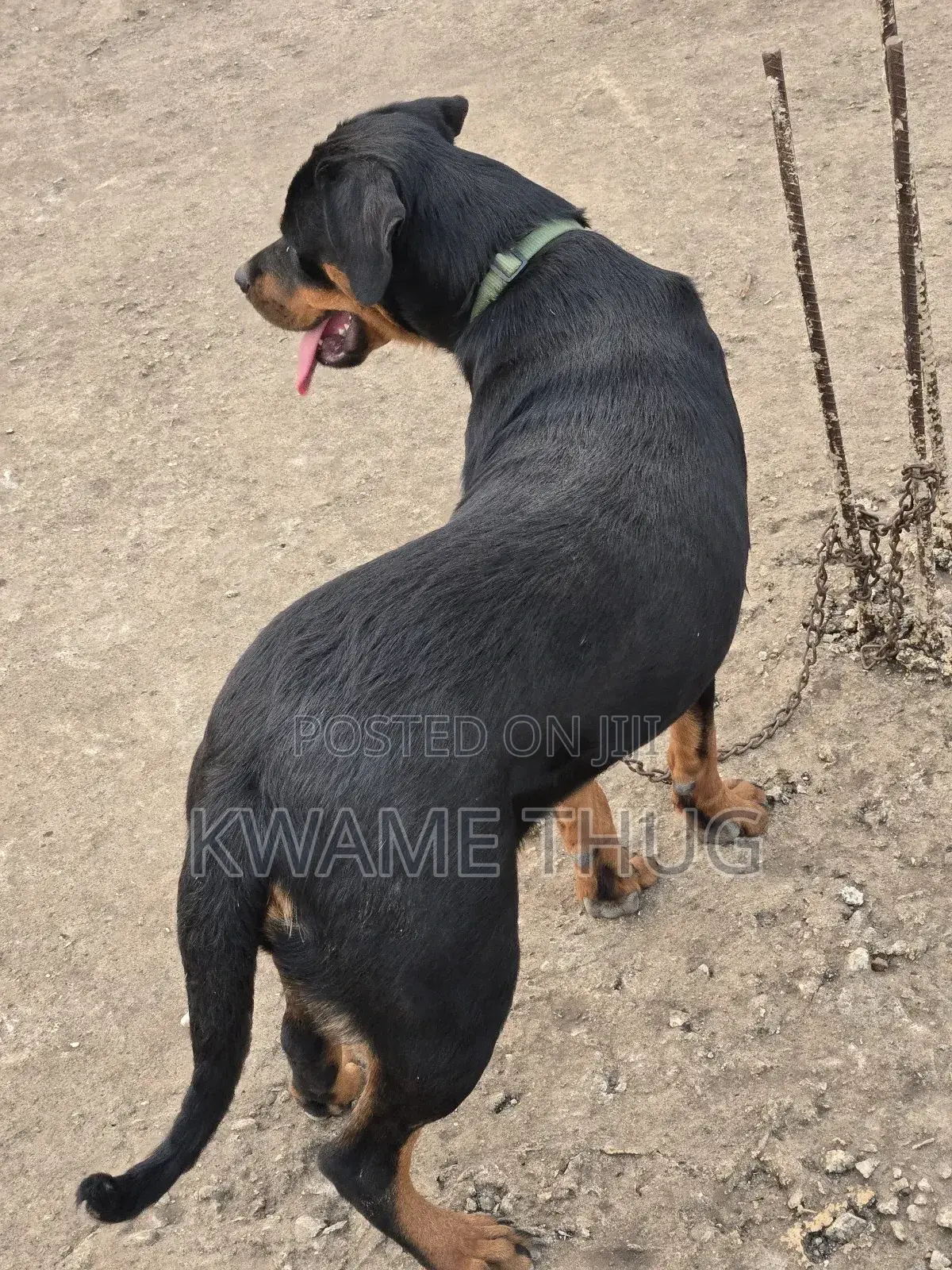 3-6 months Female Purebred Rottweiler