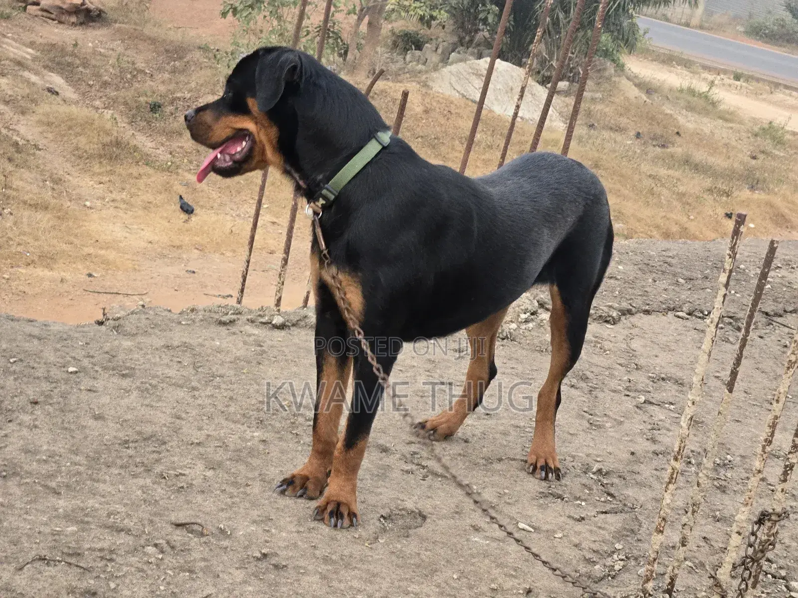 3-6 months Female Purebred Rottweiler