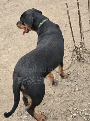 3-6 months Female Purebred Rottweiler