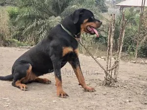 3-6 months Female Purebred Rottweiler