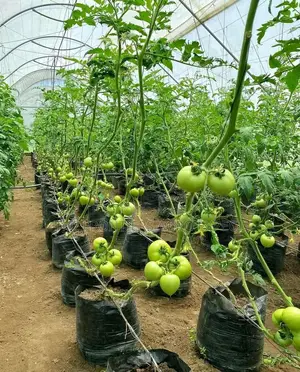 Vegetables Greenhouse