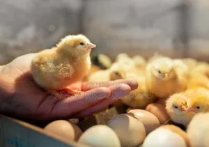 Bring Your Fertile Eggs for Hatching(98%) Hatching Rate