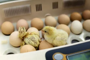 Bring Your Fertile Eggs for Hatching(98%) Hatching Rate