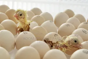Bring Your Fertile Eggs for Hatching(98%) Hatching Rate