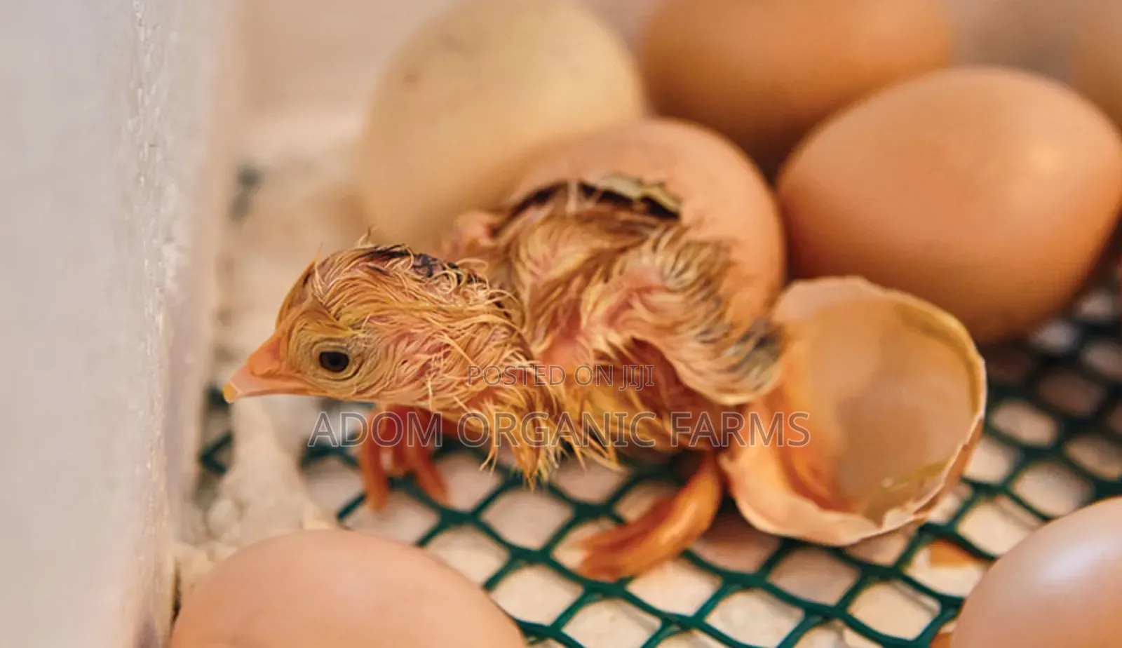 Bring Your Fertile Eggs for Hatching(98%) Hatching Rate