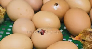 Bring Your Fertile Eggs for Hatching(98%) Hatching Rate