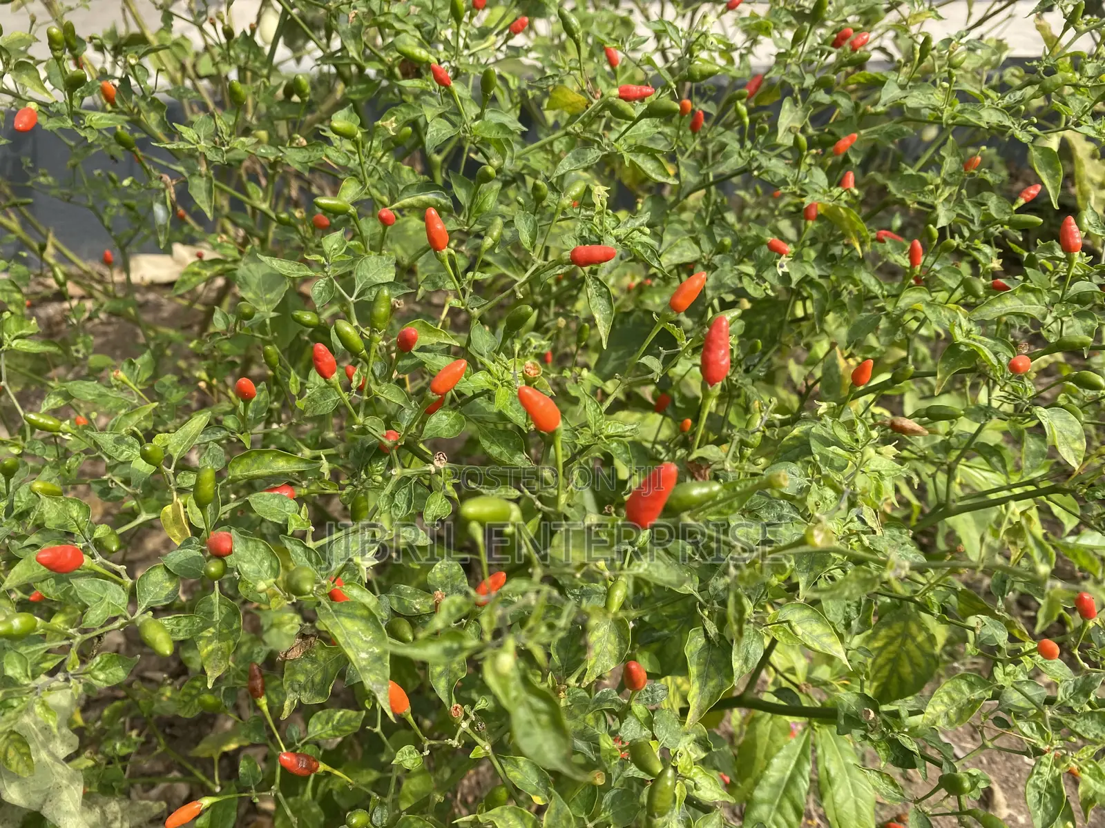 Pea Bird Eye Pepper