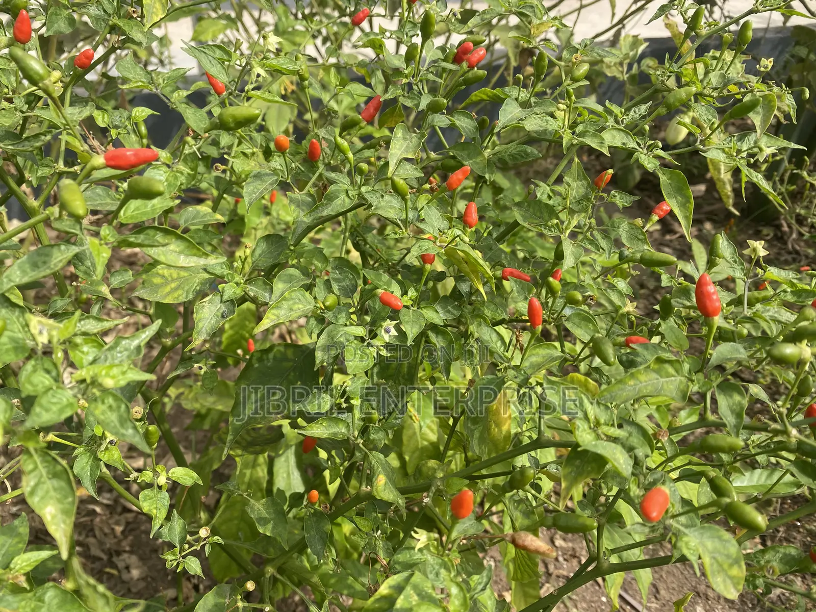 Pea Bird Eye Pepper