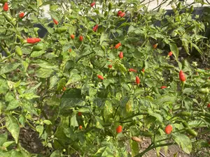 Pea Bird Eye Pepper