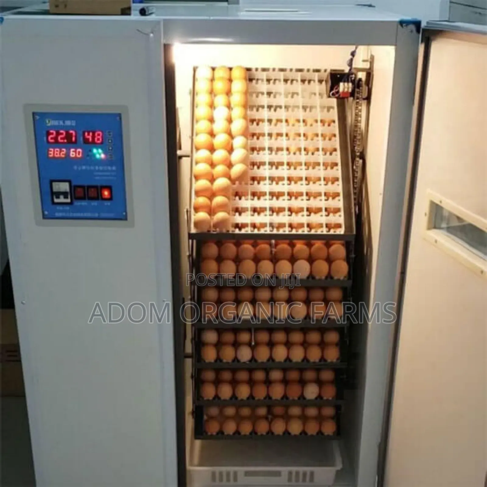 Bring Your Fertile Eggs for Hatching(98%) Hatching Rate
