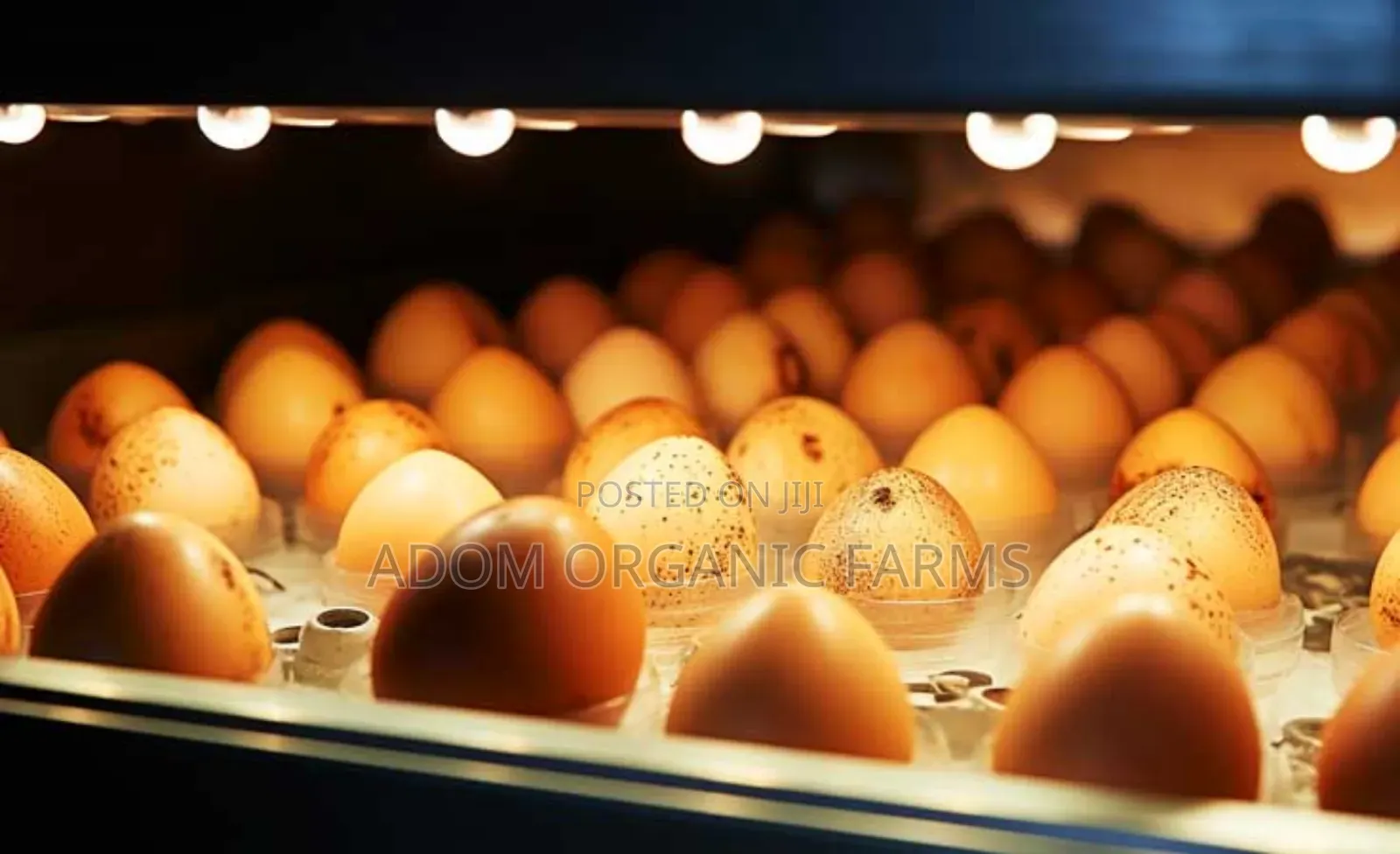 Bring Your Fertile Eggs for Hatching(98%) Hatching Rate