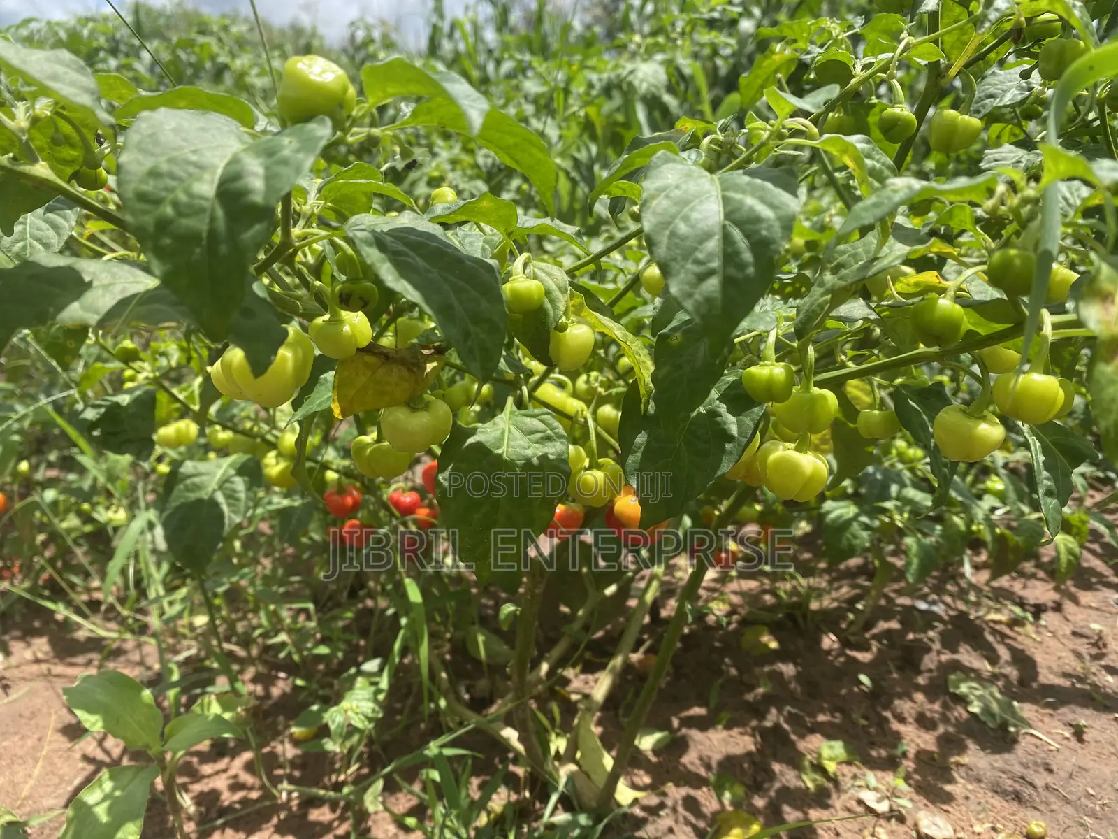 Kpakposhito Pepper, Butt Cheek Pepper (Solanum Chinese)