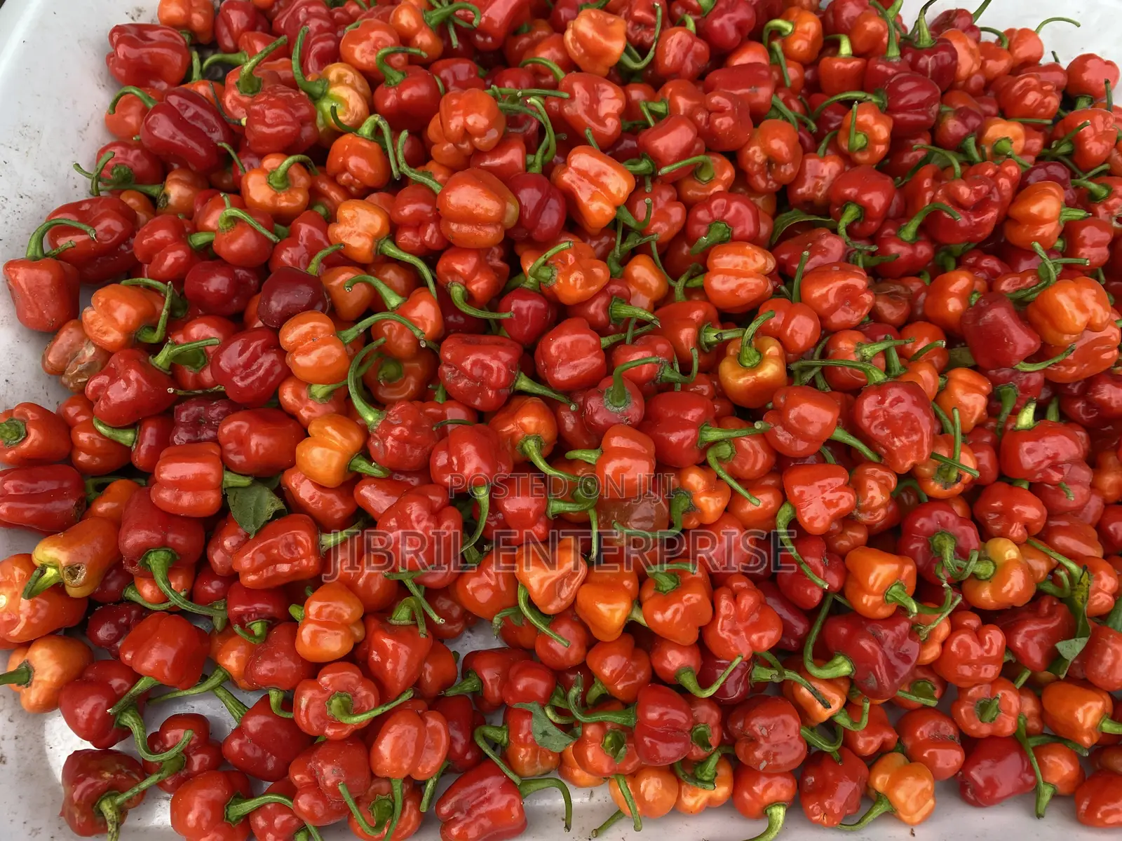 Kpakposhito Pepper, Butt Cheek Pepper (Solanum Chinese)