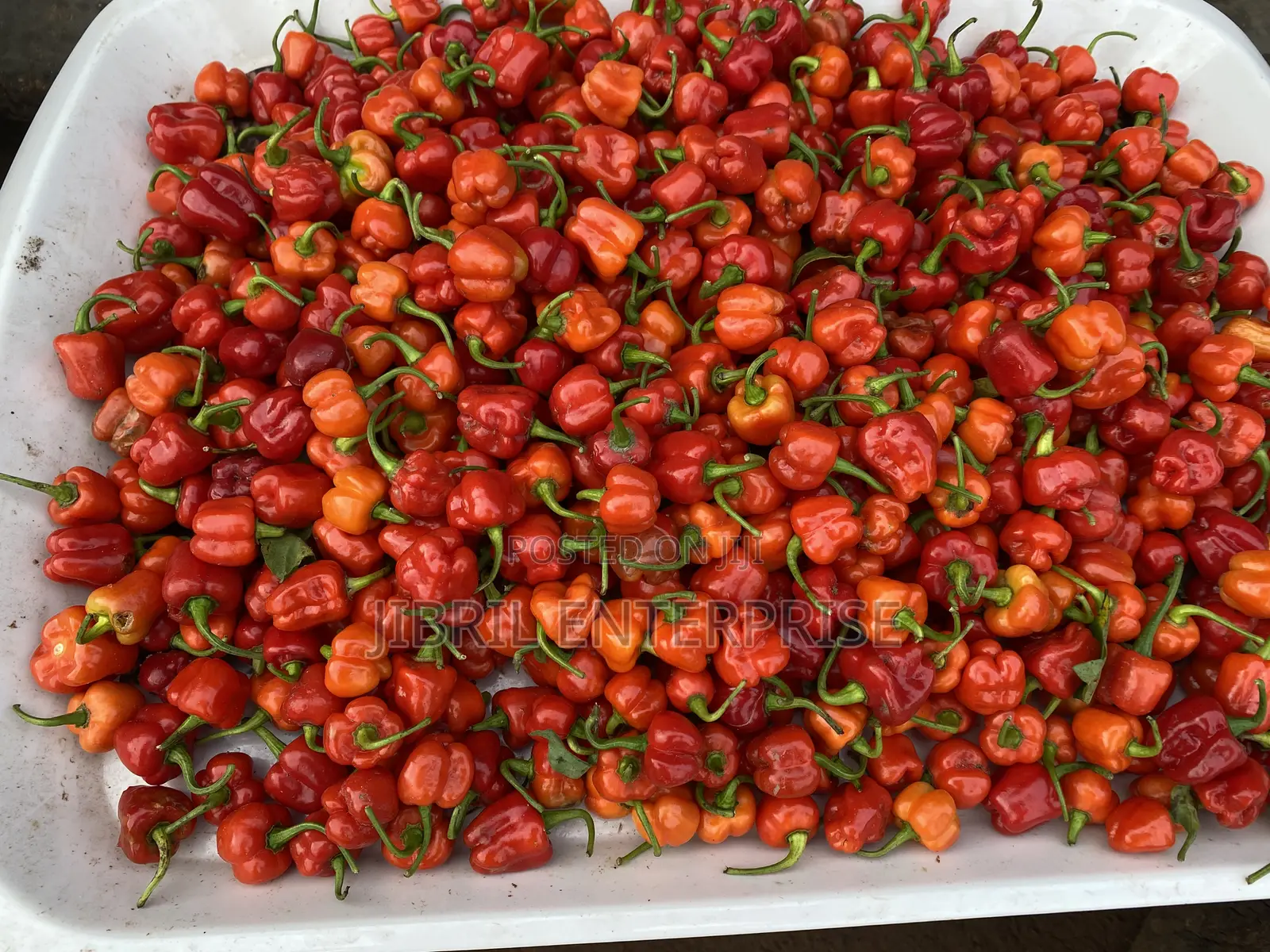 Kpakposhito Pepper, Butt Cheek Pepper (Solanum Chinese)