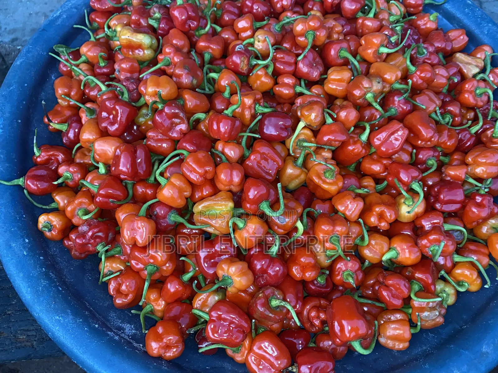 Kpakposhito Pepper, Butt Cheek Pepper (Solanum Chinese)