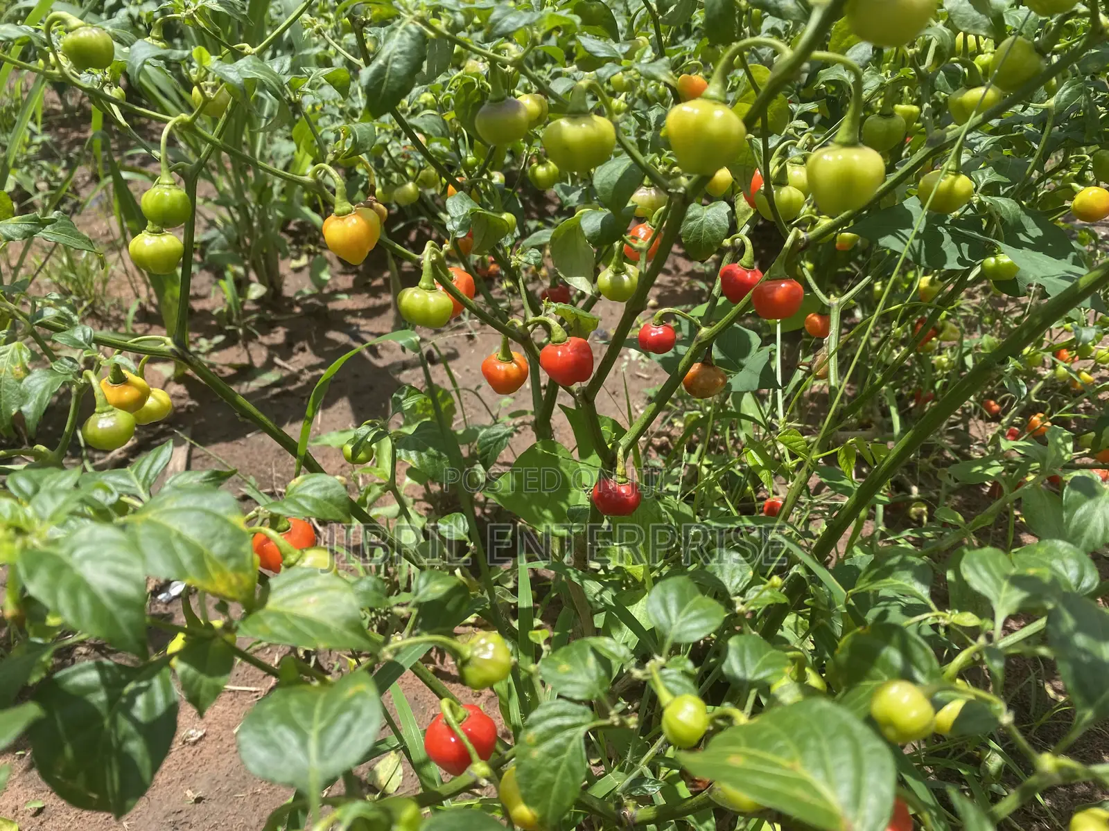 Kpakposhito Pepper, Butt Cheek Pepper (Solanum Chinese)